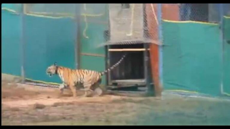 Tigress from Maharashtra released into enclosure in Odisha’s Similipal core area | Latest News India